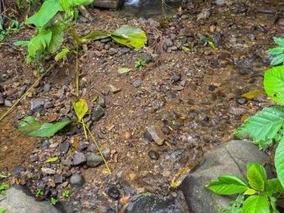 Terreno de lujo rodeado de exuberante selva y bordeado por un arroyo con vista al océano., photo 5