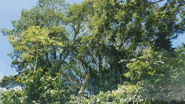 ID 919: 5708 sqm Flat Jungle Lot in Tuba Creek, photo 2