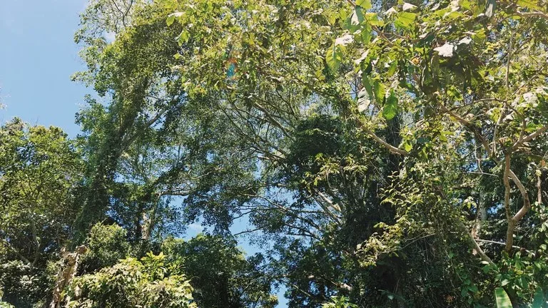 ID 919: 5708 sqm Flat Jungle Lot in Tuba Creek, photo 3