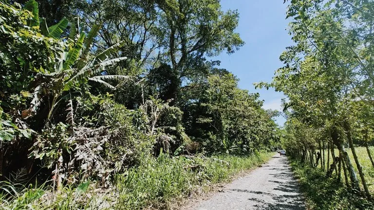 ID 919: 5708 sqm Flat Jungle Lot in Tuba Creek, photo 4