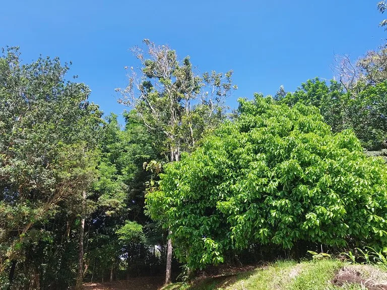 House in La Tejona, photo 12