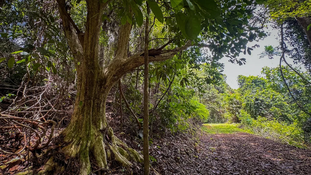 BUILDING PROPERTY WITH PANORAMIC OCEAN AND VALLEY VIEWS, IN SANTA JUANA PLATANILLO – 136 ACRES, photo 13