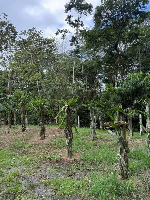 Se vende preciosa finca de 30,400 metros cuadrados., photo 12