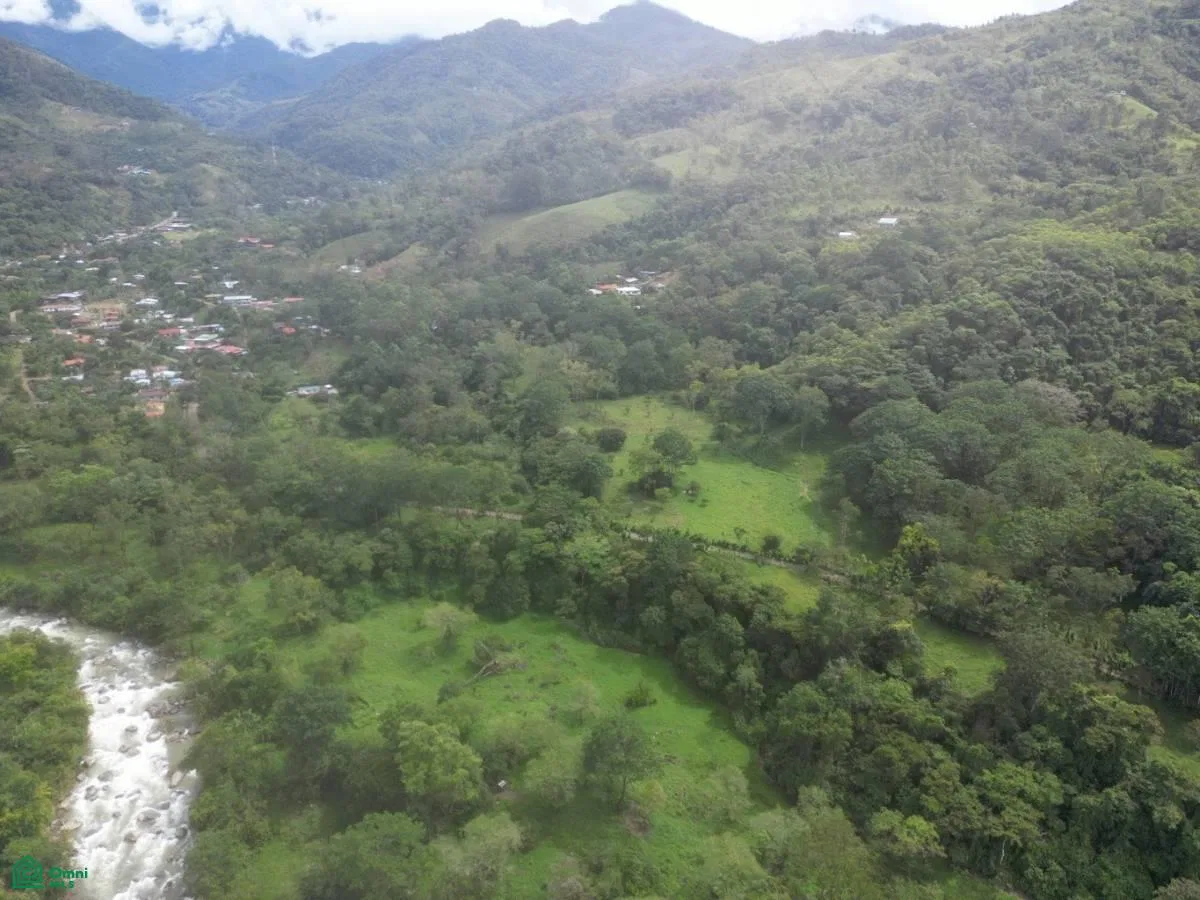 Quiet Grove Above the River , Rivas, Perez Zeledon, San Jose