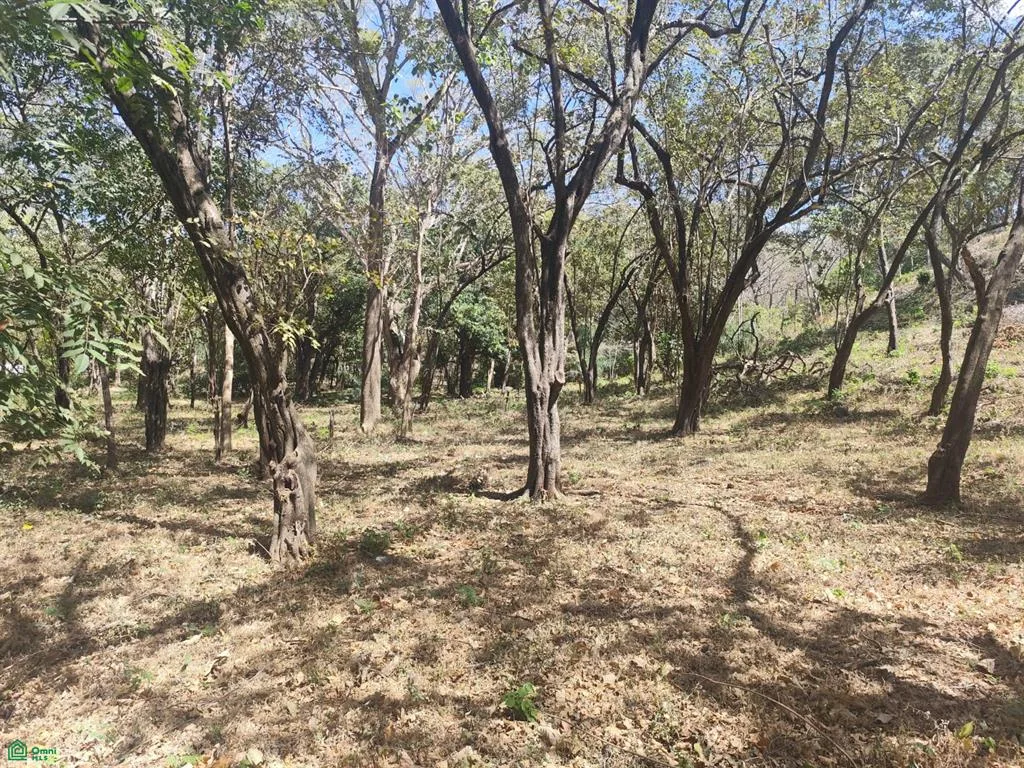Pinilla Tamarindo Guanacaste