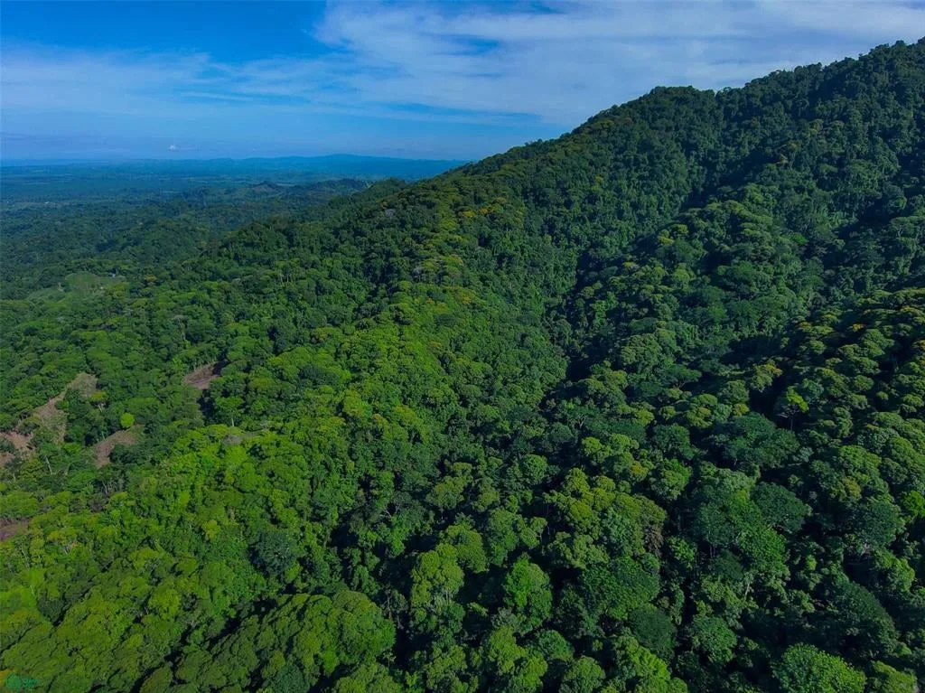 Primary Forest Land Quepos Puntarenas
