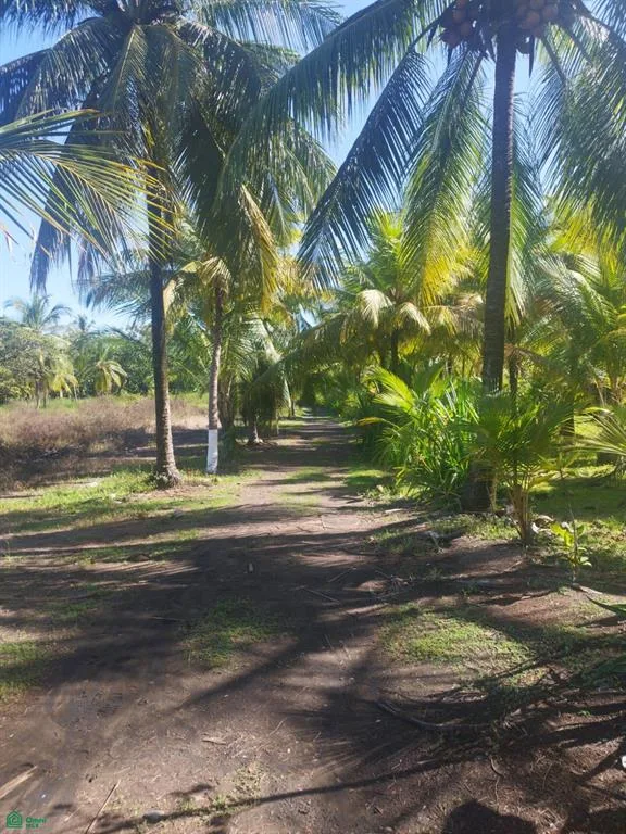 Playa Bandera Parrita Puntarenas