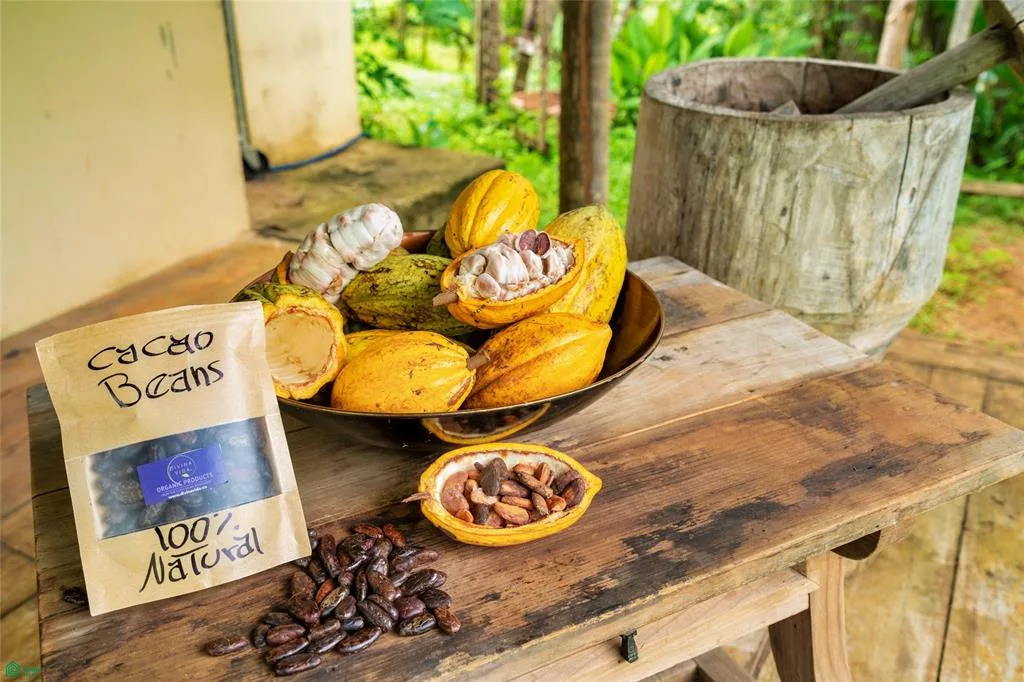 Exclusive Cacao Farm   Luxury Retreat Parrita Puntarenas