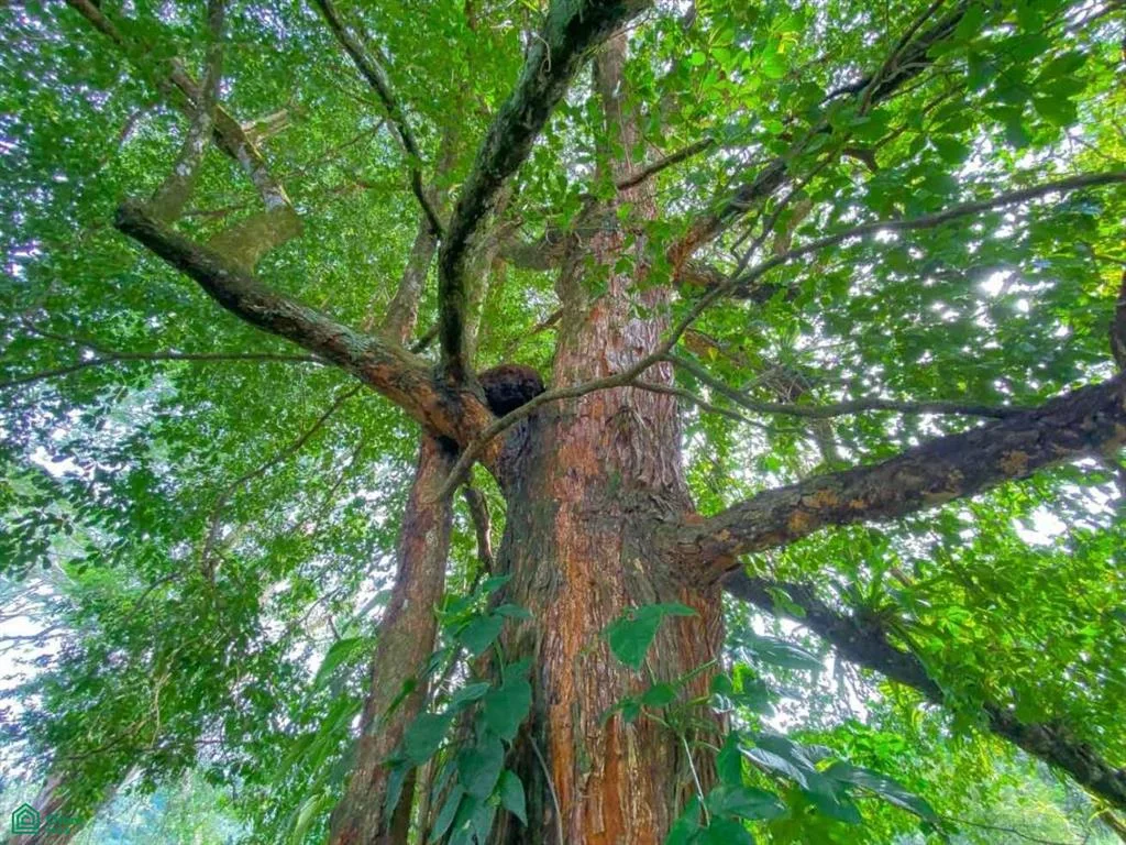 Ojochal Phase 6 F10 Puntarenas