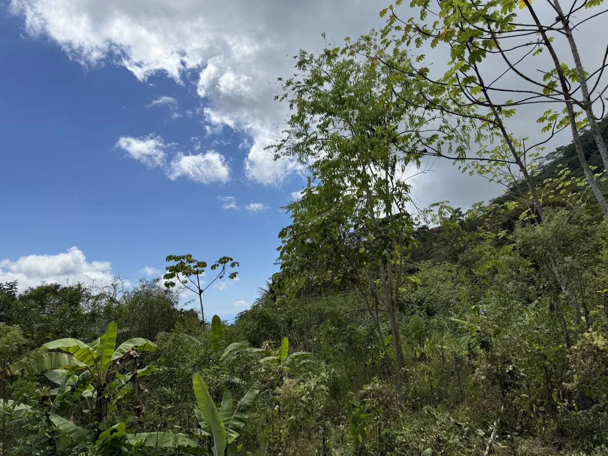 Jungle Lot with Multiple Building Sites, Legal Water, Electricity on Public Road with Big Valley &amp; Mountain Views