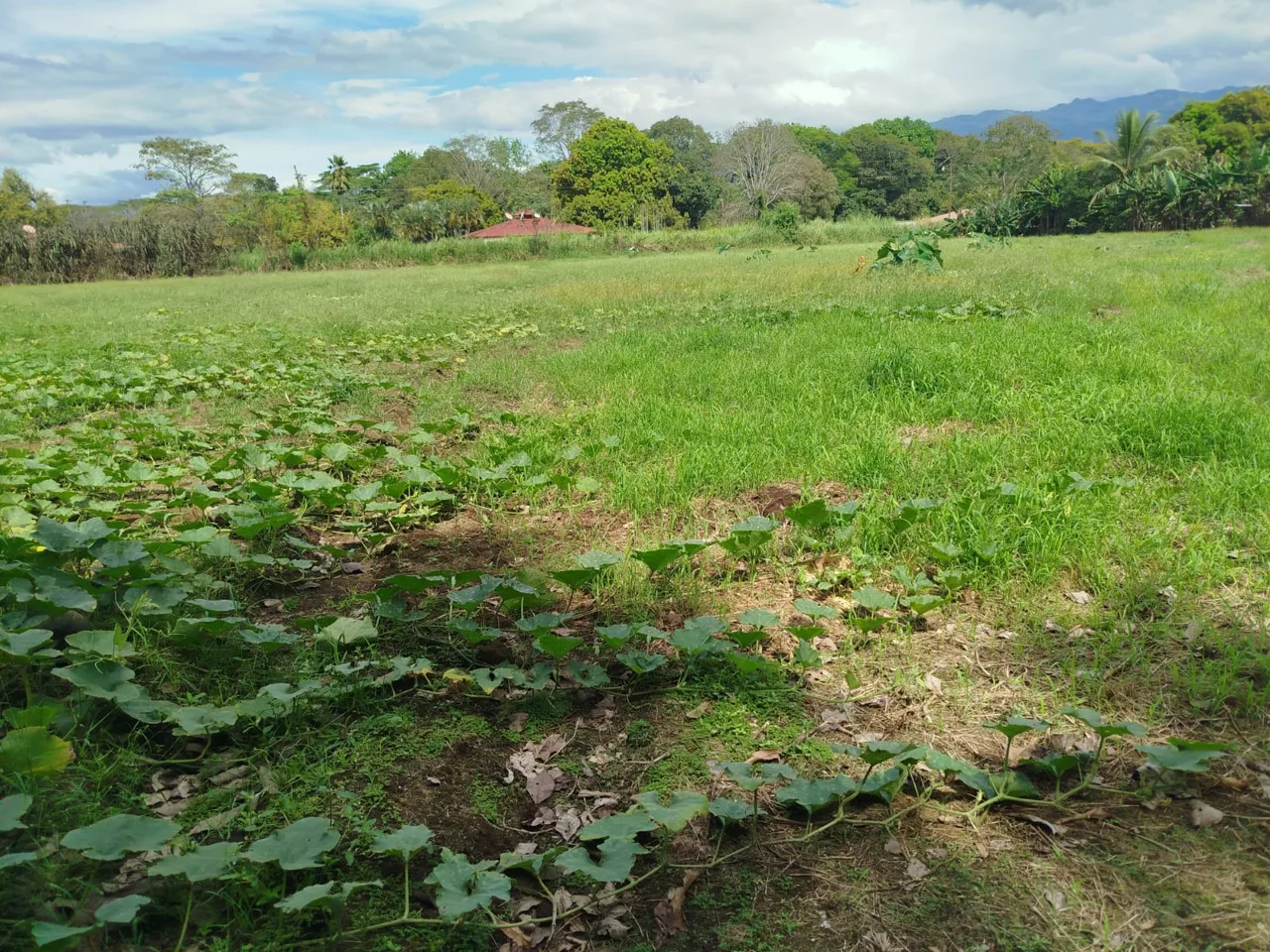 Great Investment Opportunity in Orotina! 🌟