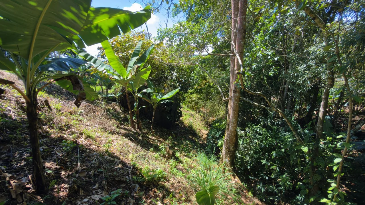 Lot for sale with Spectacular Chirripo Mountain Views Perez Zeledon — photo 5