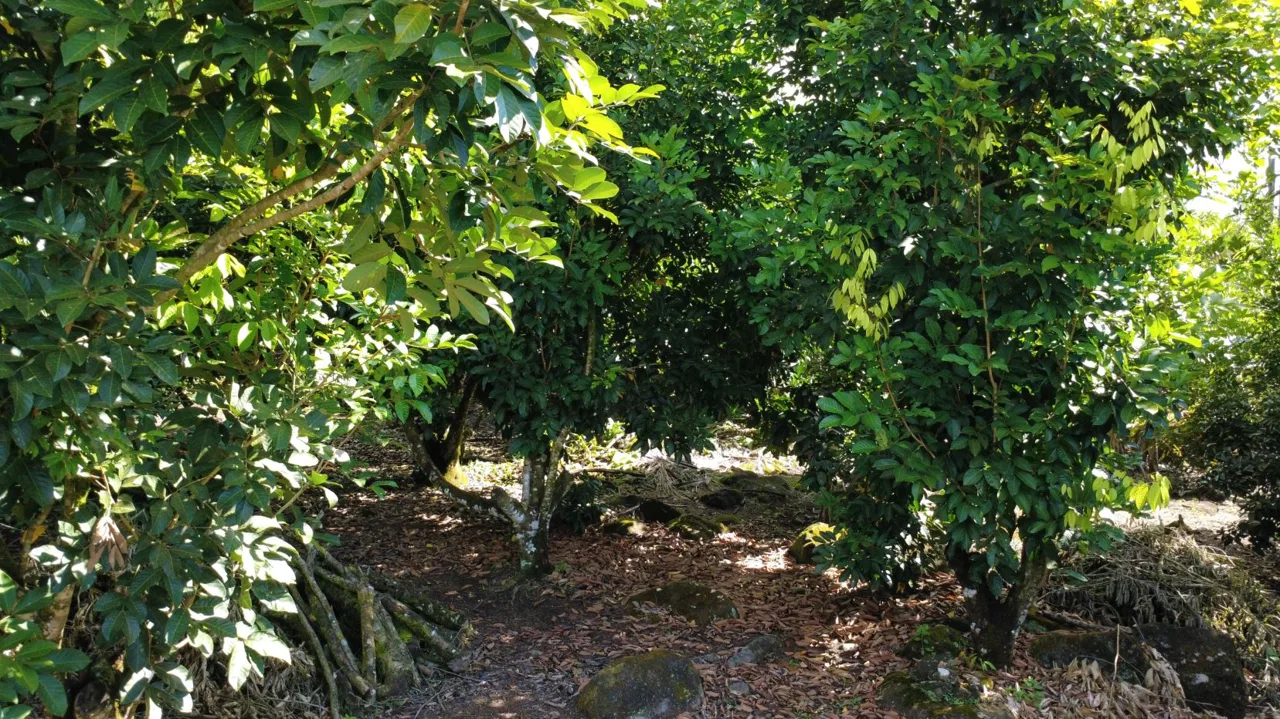 Income-Producing Tropical Farm for Sale in Pérez Zeledón, Costa Rica — photo 2