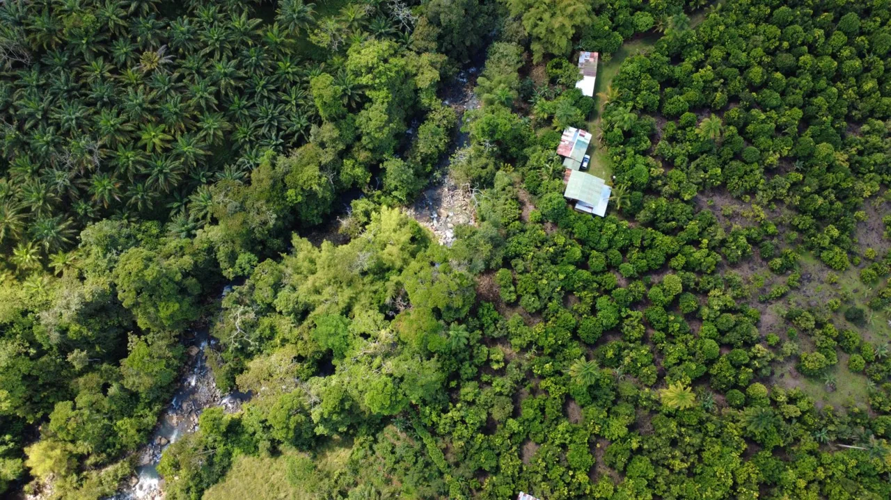 Income-Producing Tropical Farm for Sale in Pérez Zeledón, Costa Rica — photo 4