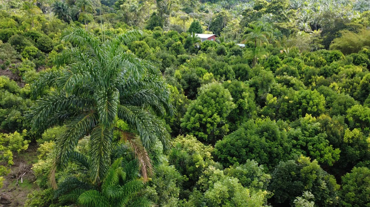 Income-Producing Tropical Farm for Sale in Pérez Zeledón, Costa Rica — photo 5