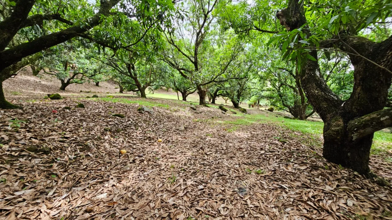 Authentic Costa Rican Hacienda in Turrubares – 27 Acres of Natural Beauty, Tradition, and Sustainable Living — photo 5