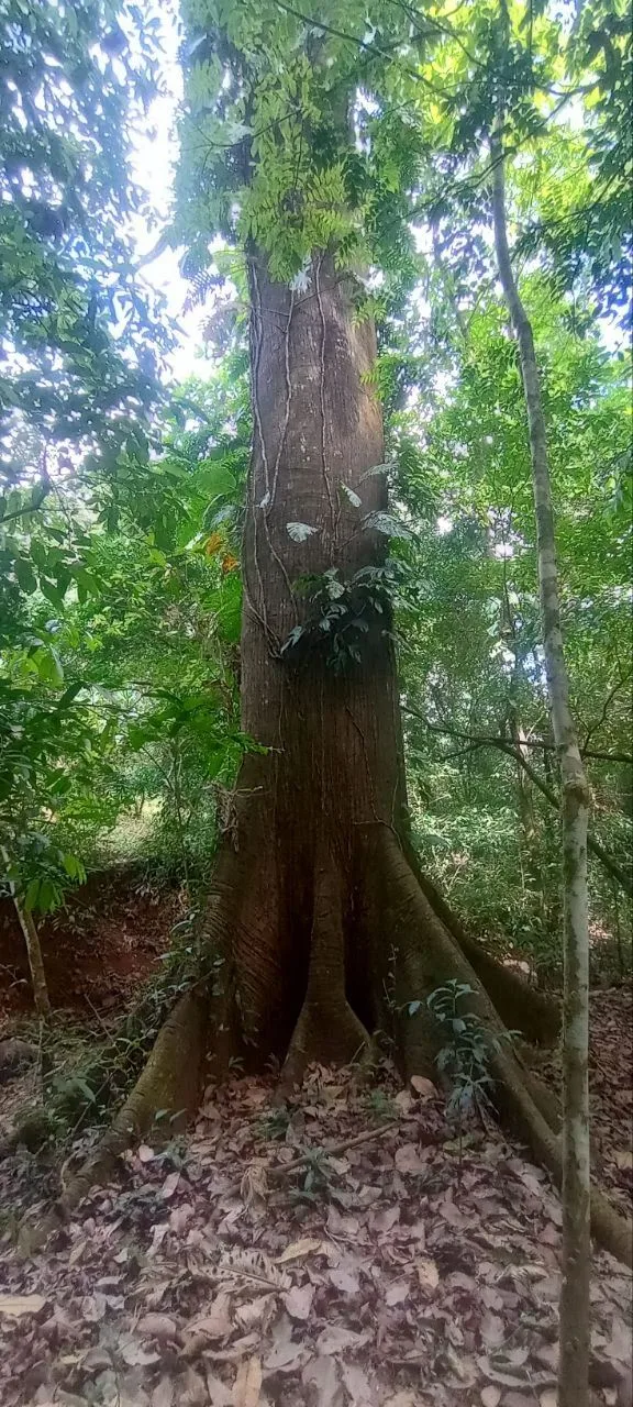 5ha Property with Waterfalls, Creeks &amp; Giant Trees – Nicoya Peninsula