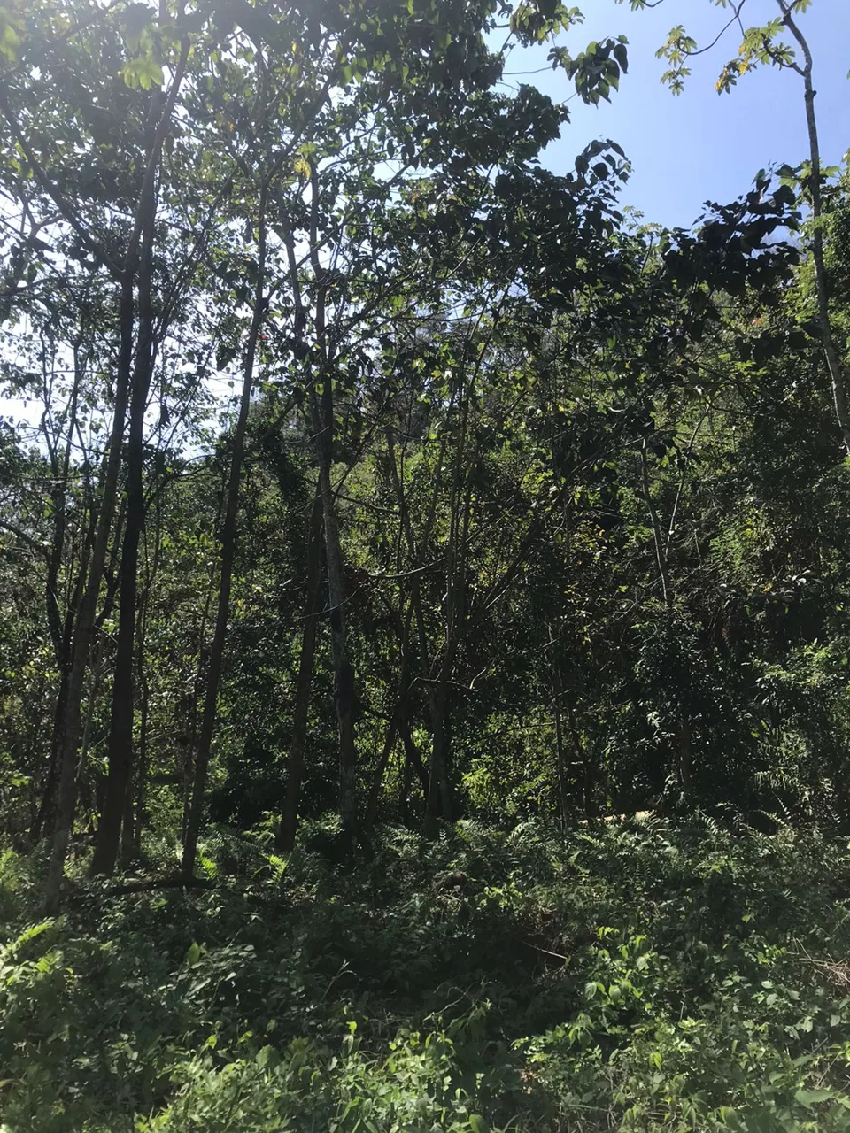Dreamy Lot in the Heart of Santa Teresa