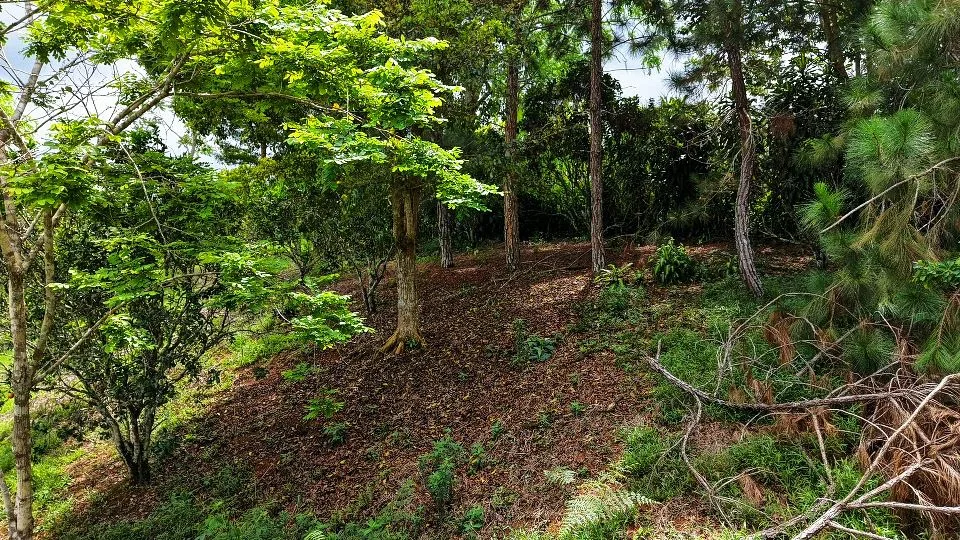 San Rafael Norte Lot for Sale: Private Oasis with Spring