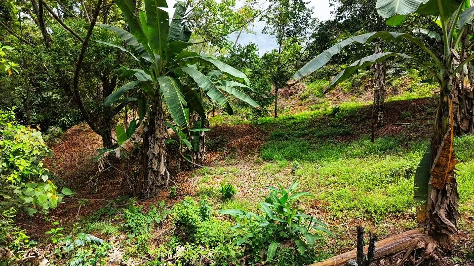 San Rafael Norte Lot for Sale: Private Oasis with Spring — photo 2