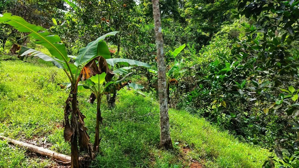 San Rafael Norte Lot for Sale: Private Oasis with Spring — photo 3