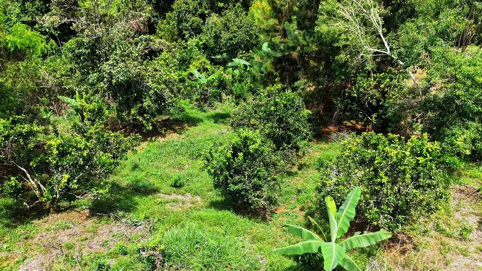San Rafael Norte Lot for Sale: Private Oasis with Spring — photo 4