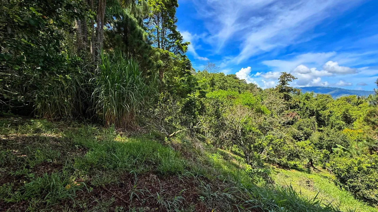 San Rafael Norte Lot for Sale: Private Oasis with Spring — photo 5