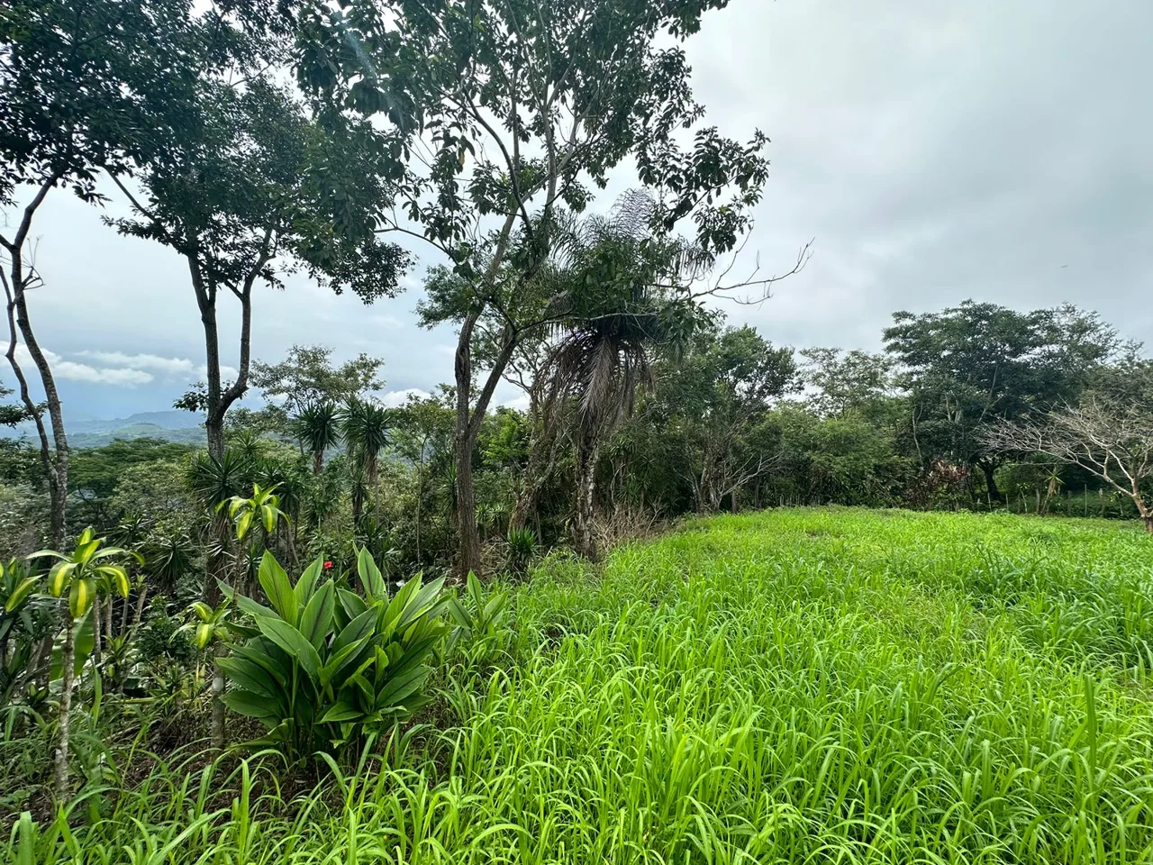 Amazing Opportunity! Property for Sale in Miramar, Puntarenas
