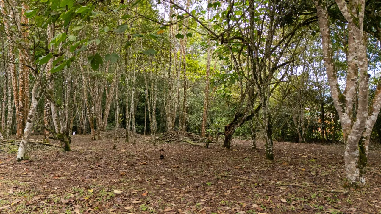 Spacious Lot for sale in Perez Zeledon — photo 5