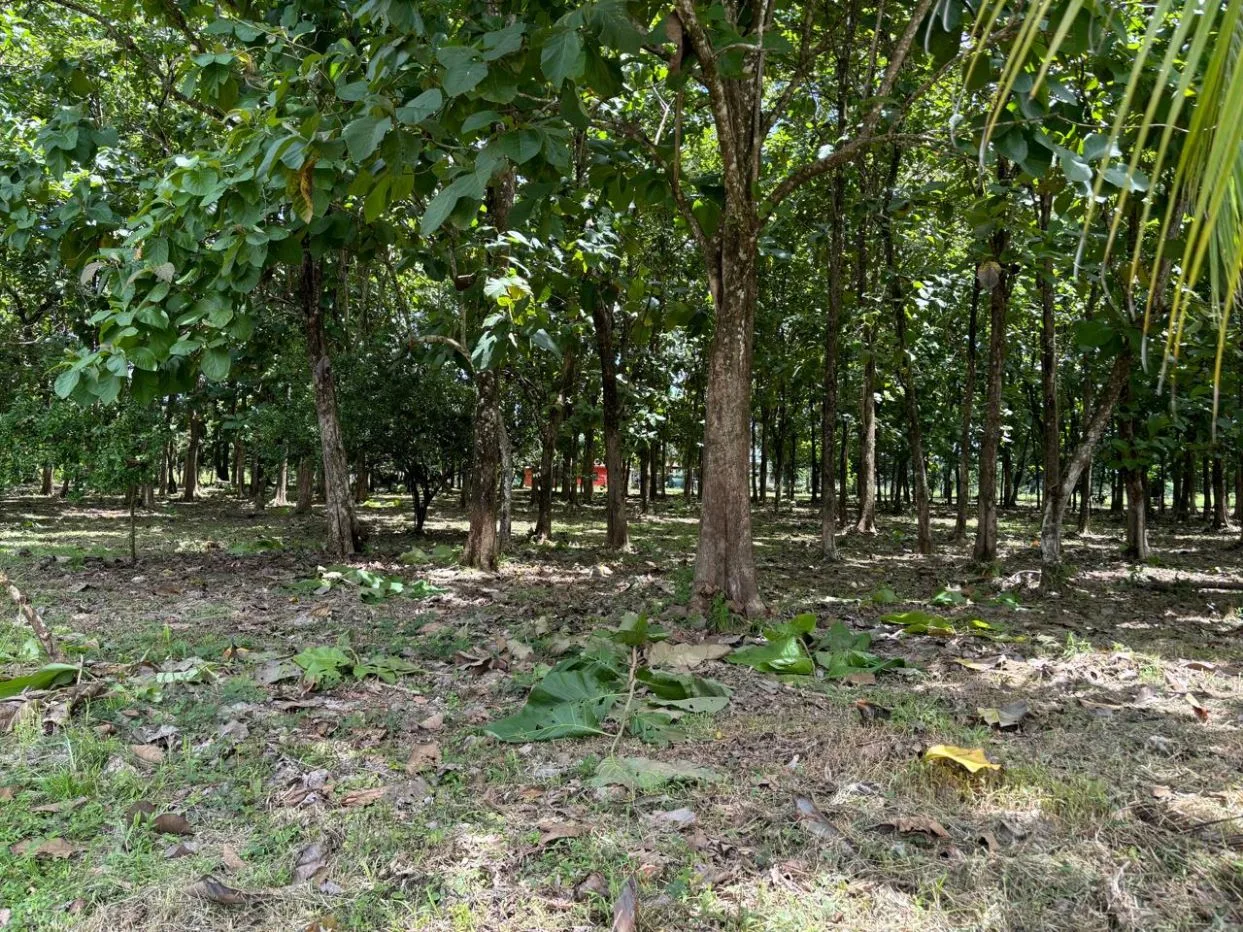 Ready-to-build flat lot in Cortez Lot 1