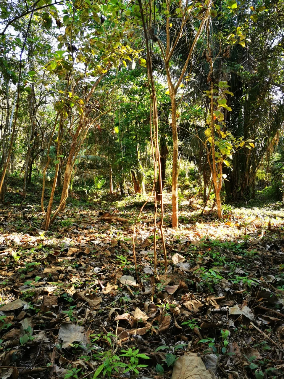 Santiago Area/ Private and Tranquil Lot.