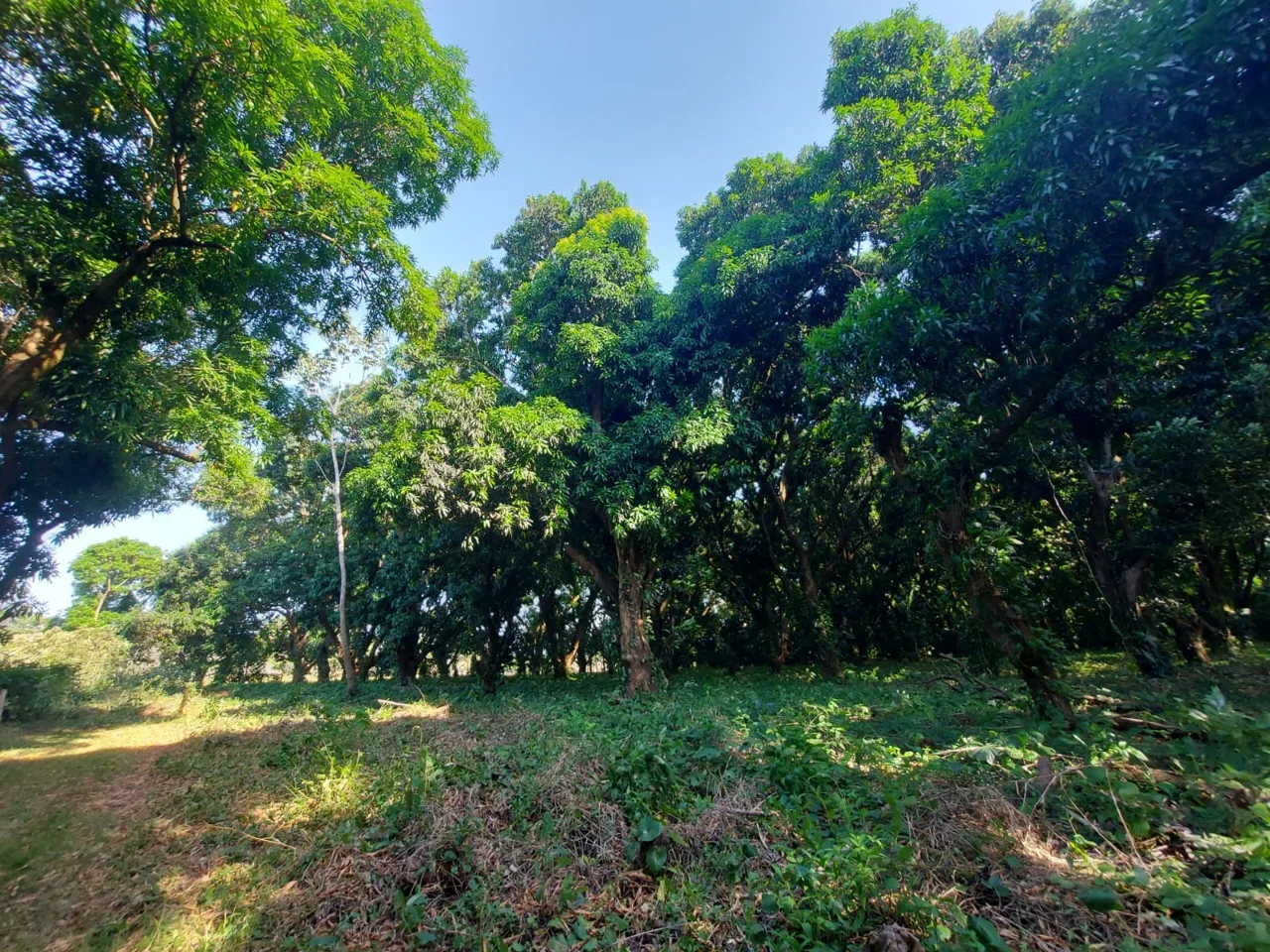 Flat Lot | Higuito – San Mateo | Commercial and Residencial Use