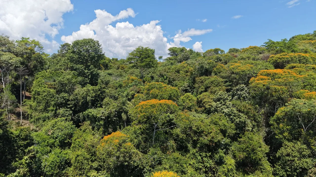 10,000 m² Lot for Sale with Nature and Tranquility in Cajón, Pérez Zeledón: A Private Forest Retreat.