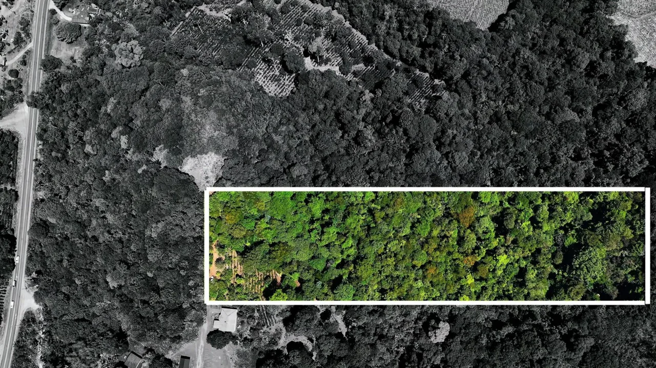 10,000 m² Lot for Sale with Nature and Tranquility in Cajón, Pérez Zeledón: A Private Forest Retreat. — photo 2