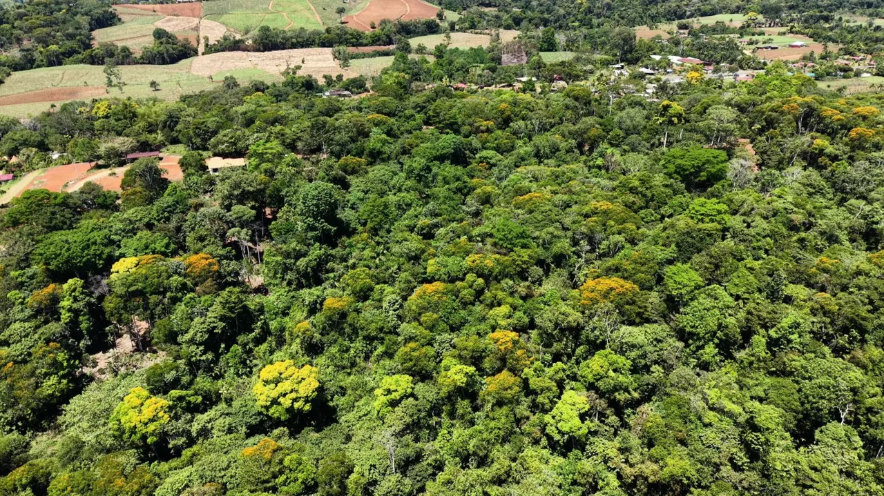 10,000 m² Lot for Sale with Nature and Tranquility in Cajón, Pérez Zeledón: A Private Forest Retreat. — photo 3