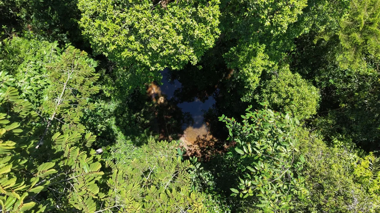 10,000 m² Lot for Sale with Nature and Tranquility in Cajón, Pérez Zeledón: A Private Forest Retreat. — photo 4