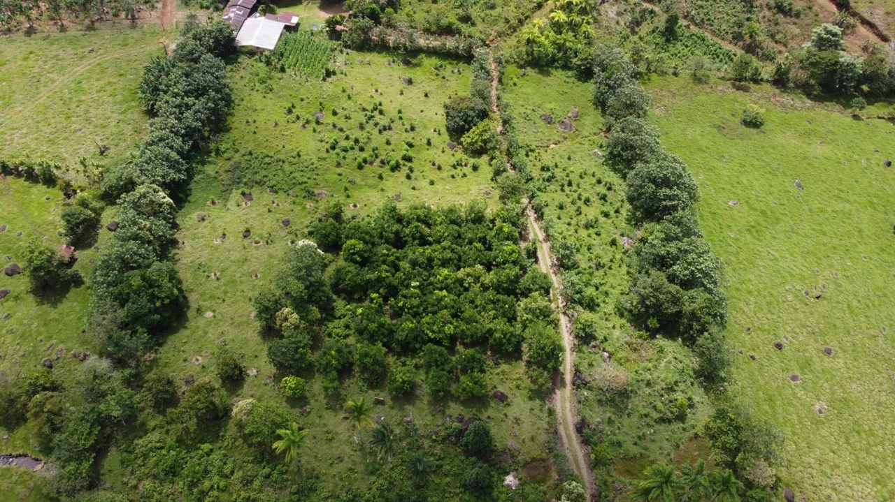 Beautiful Organic Farm For Sale In The Heart Of Cajon Perez Zeledon, High Potential Property — photo 4