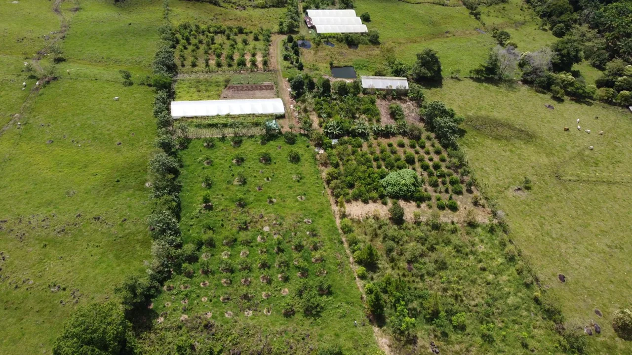 Beautiful Organic Farm For Sale In The Heart Of Cajon Perez Zeledon, High Potential Property — photo 5
