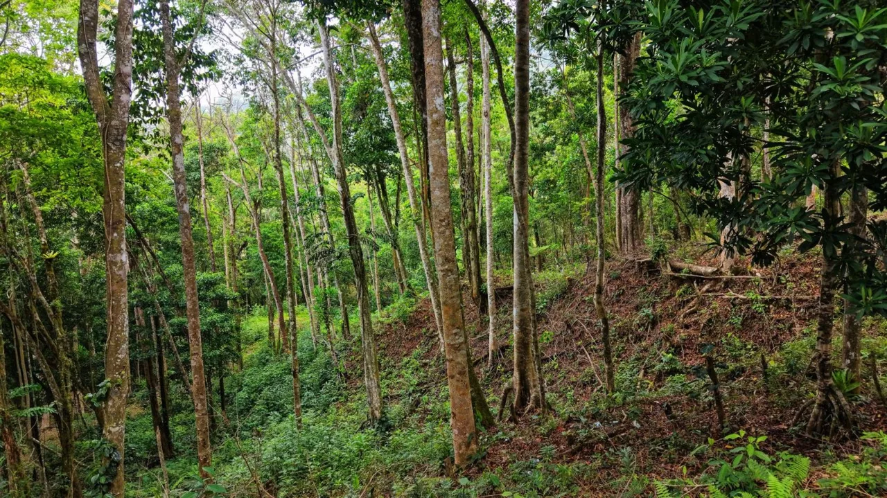 Land 7.000m for Sale in Miravalles de Rivas, Pérez Zeledón – Nature, Perfect Climate &amp; High Investment Potential — photo 2