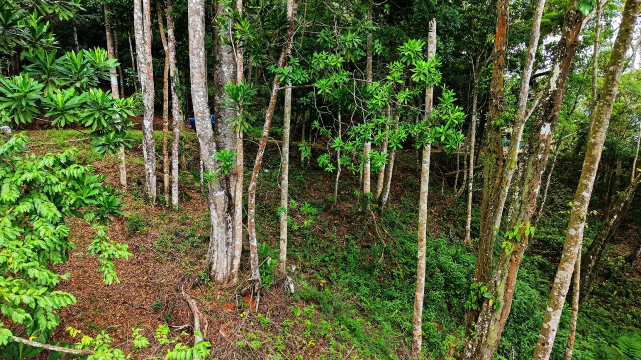 Land 7.000m for Sale in Miravalles de Rivas, Pérez Zeledón – Nature, Perfect Climate &amp; High Investment Potential — photo 3