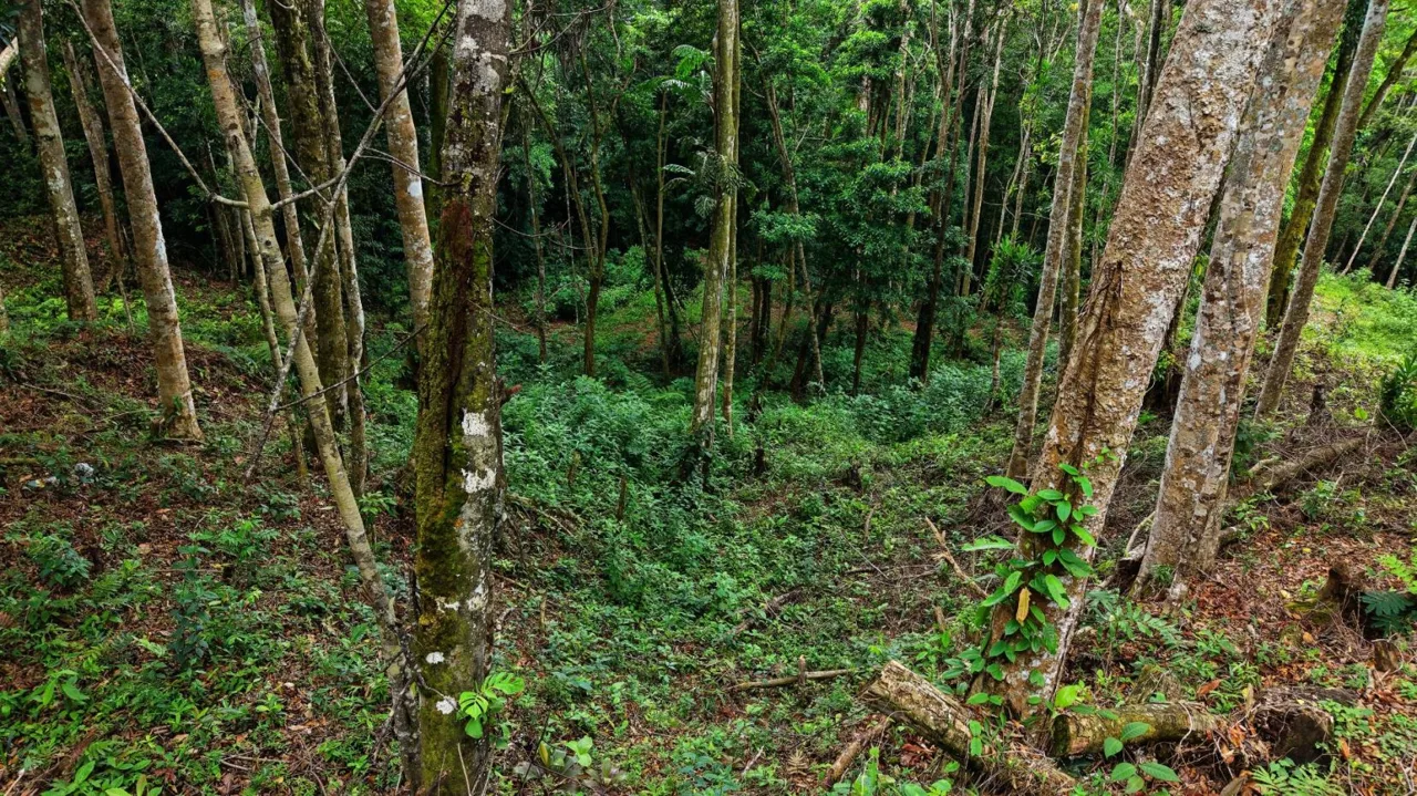 Land 7.000m for Sale in Miravalles de Rivas, Pérez Zeledón – Nature, Perfect Climate &amp; High Investment Potential — photo 4