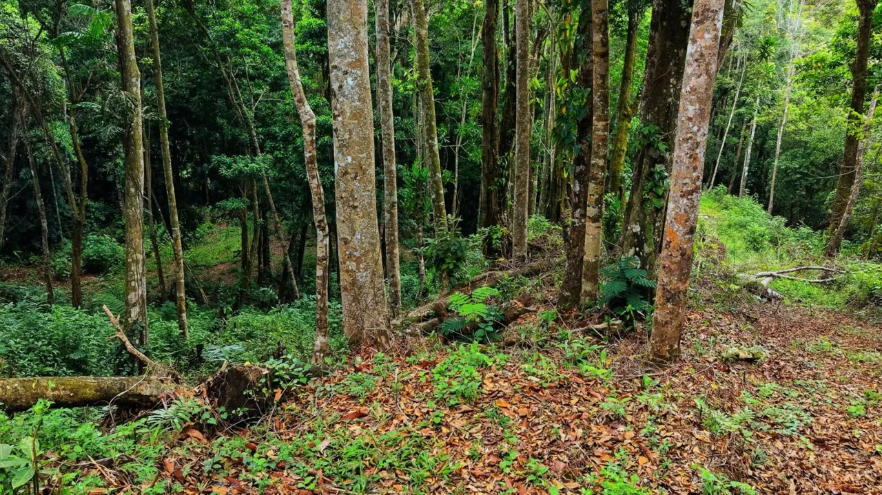 Land 7.000m for Sale in Miravalles de Rivas, Pérez Zeledón – Nature, Perfect Climate &amp; High Investment Potential — photo 5