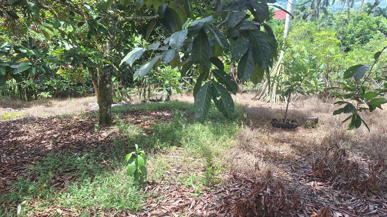 Unlock The Potential Of This Charming Property With Organic Farming Opportunities In San Pedrito De Cajón, Pérez Zeledón — photo 5