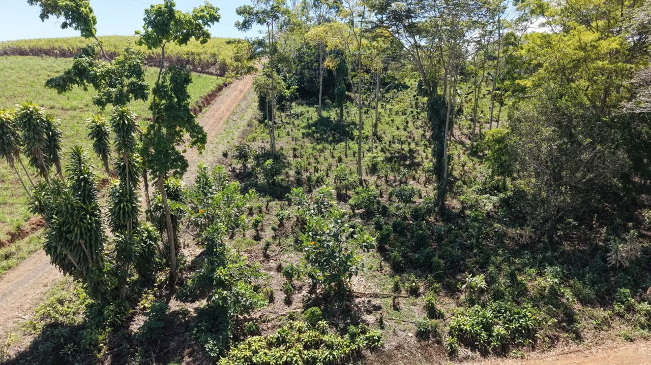 Lot: 10,718 m² with Mountain Views and Fruit Trees for Sale in Las Mercedes de Cajón – Highly Peaceful Area — photo 4