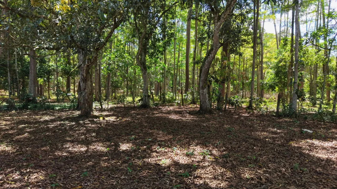 1,200 m2 Lot for Construction for Sale in Juntas de Pacuar: Flat Topography and Connectivity — photo 3