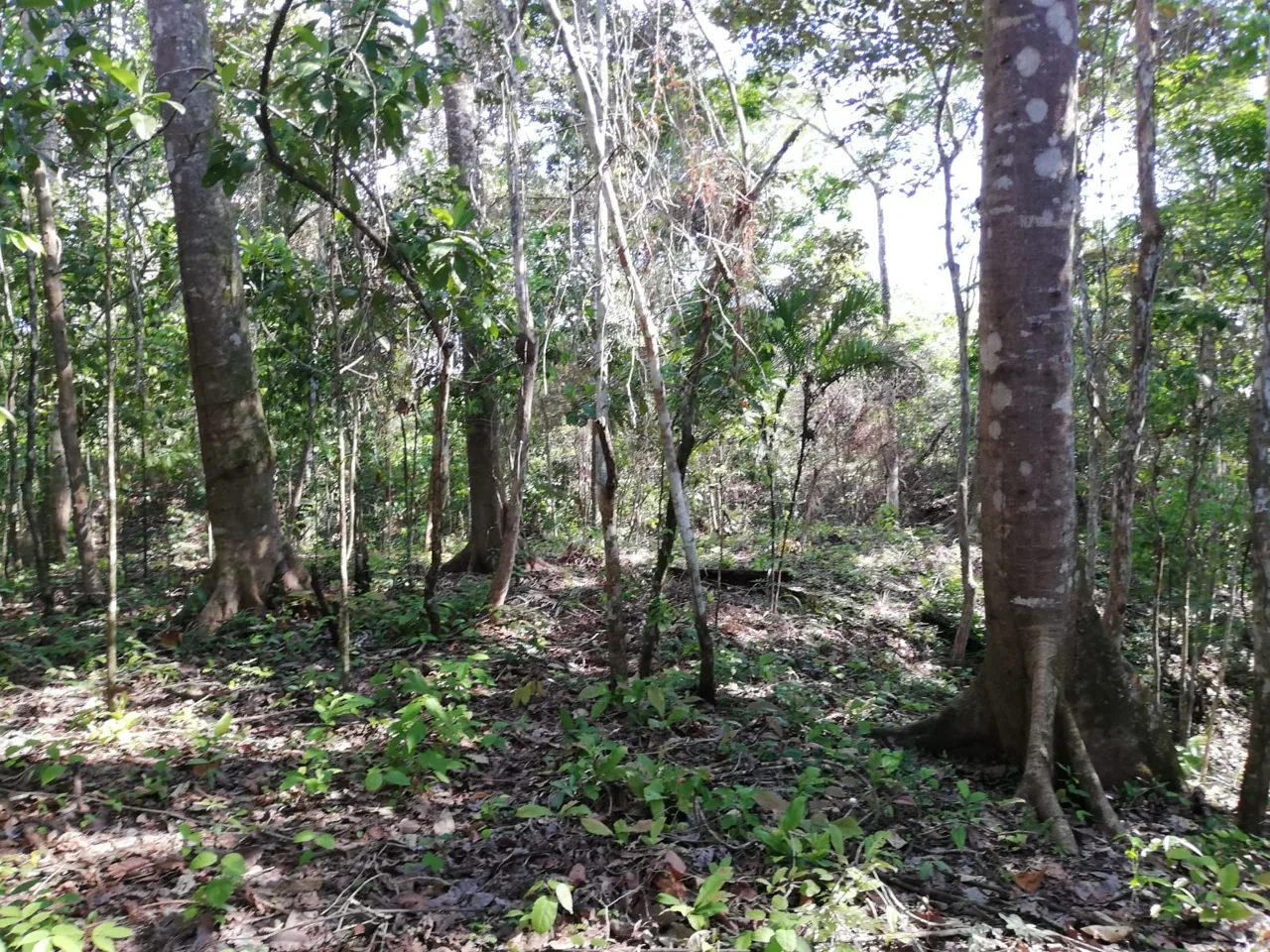4 Enchanting Gated Community Lots - $50-125k