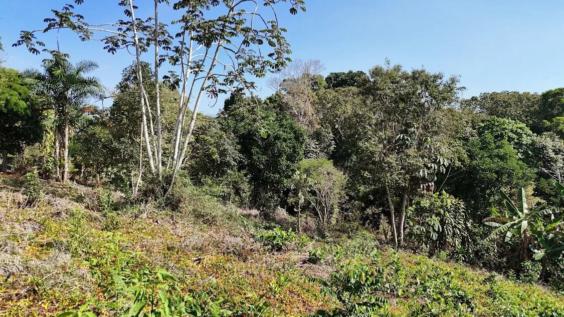 Land for sale in La Ceniza, Perez Zeledon — photo 3