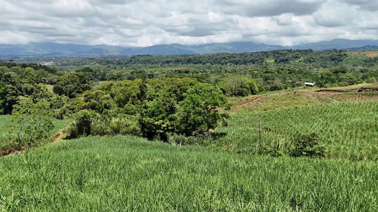 For Sale – Natural 2.5 Ha Retreat In General Viejo, Ready To Build With Stream &amp; Views — photo 2