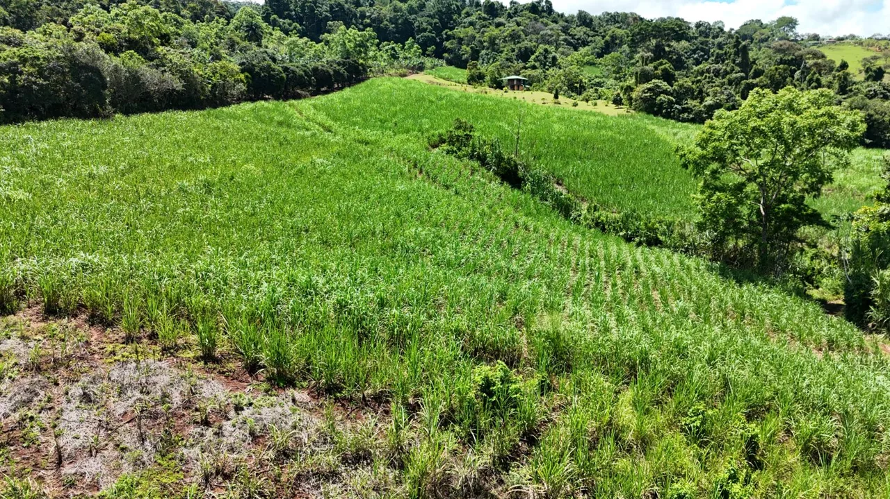For Sale – Natural 2.5 Ha Retreat In General Viejo, Ready To Build With Stream &amp; Views — photo 3