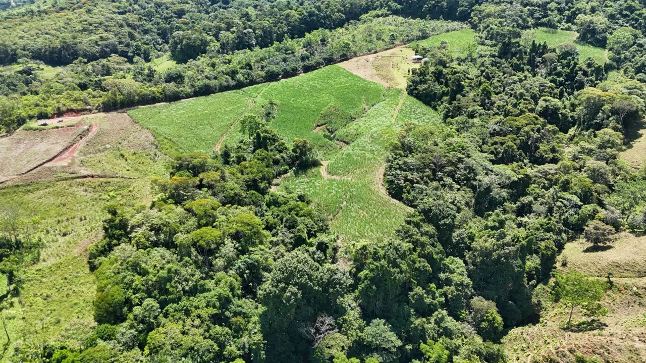 For Sale – Natural 2.5 Ha Retreat In General Viejo, Ready To Build With Stream &amp; Views — photo 5